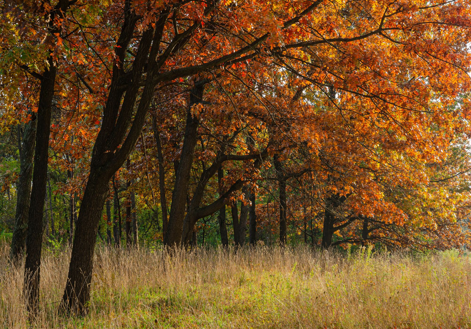Maple trees line a trail at Waterfall Glen Forest Preserve in DuPage County, Illinois